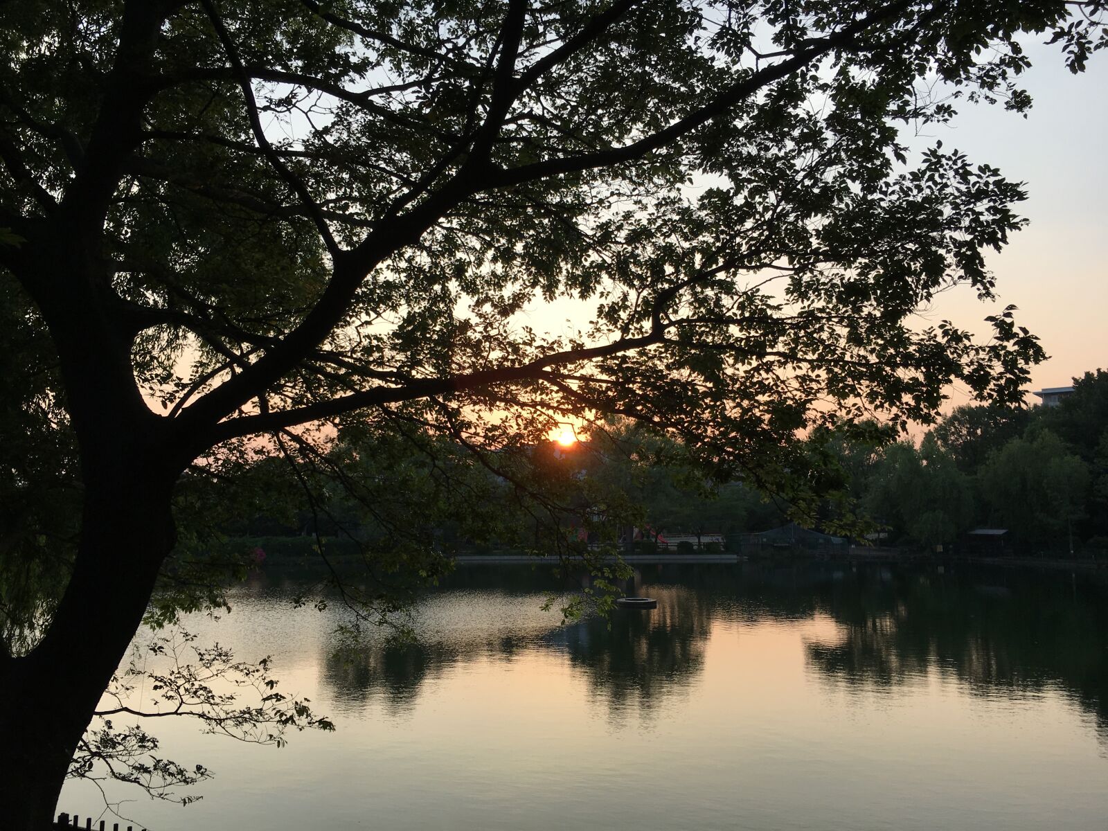 iPhone 6s Plus back camera 4.15mm f/2.2 sample photo. Lake, oizumi, ryokuchi, osaka photography