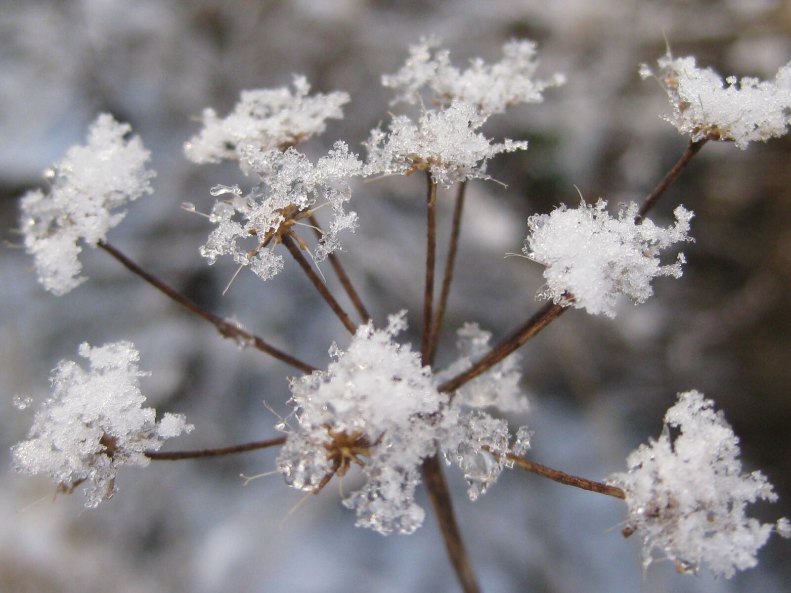 Canon PowerShot SD1100 IS (Digital IXUS 80 IS / IXY Digital 20 IS) sample photo. Frost, flower, seed head photography