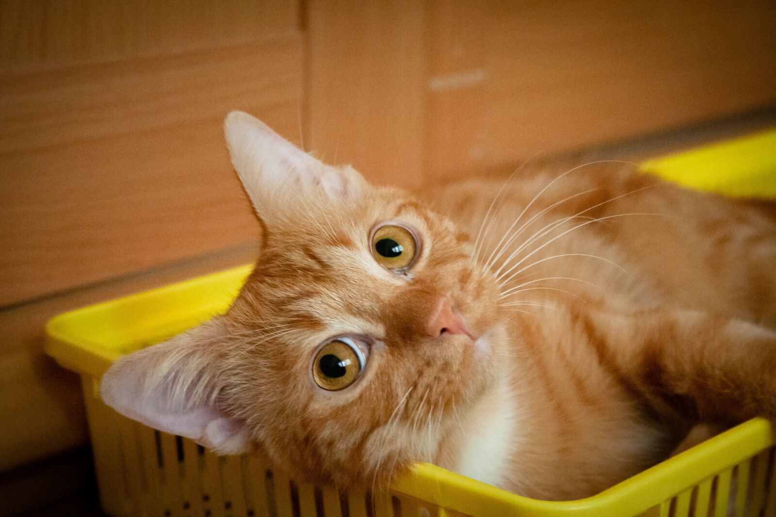 Canon EOS 350D (EOS Digital Rebel XT / EOS Kiss Digital N) sample photo. Cat, eye, yellow photography