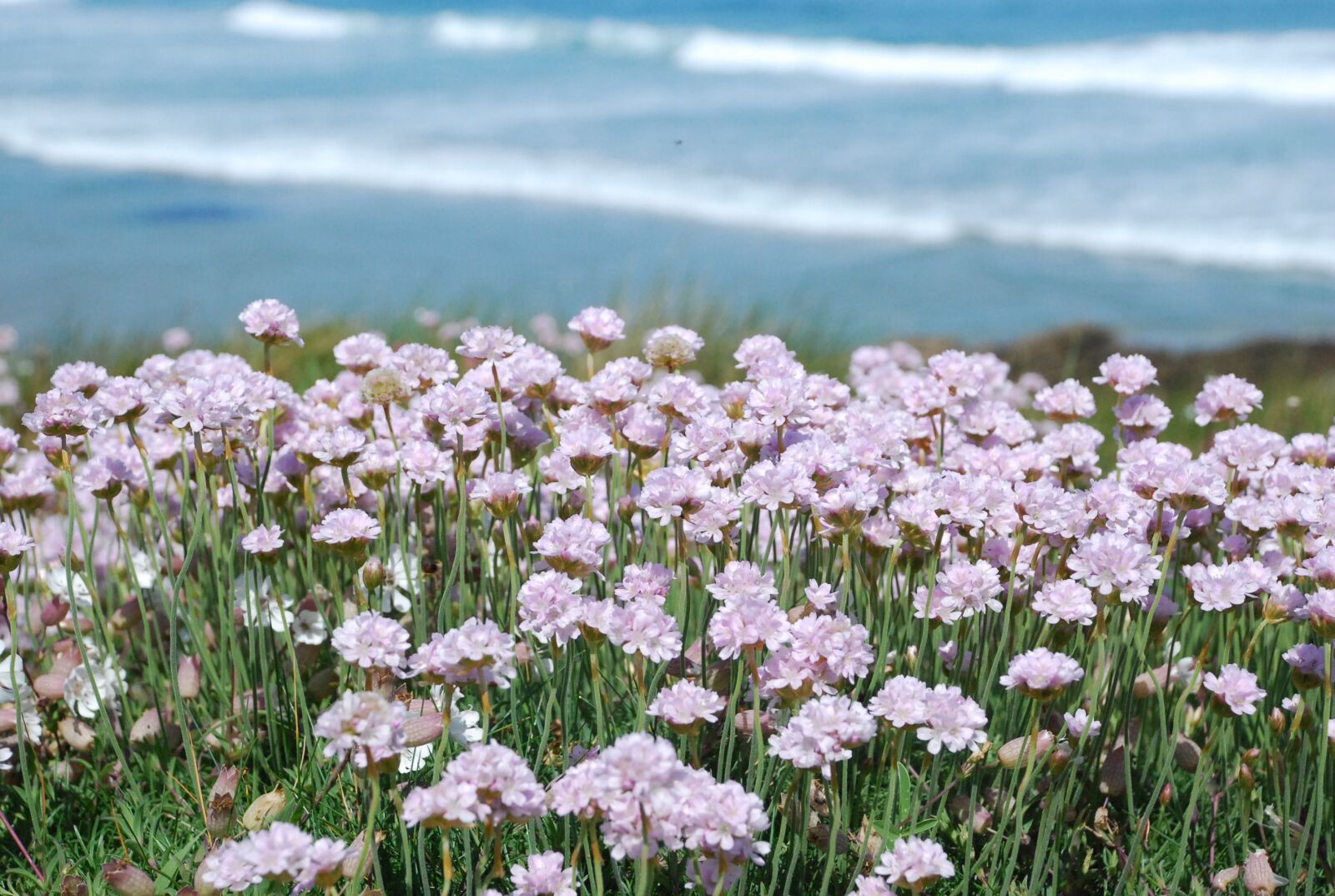 Nikon D80 sample photo. Pink flowers, pink flower photography