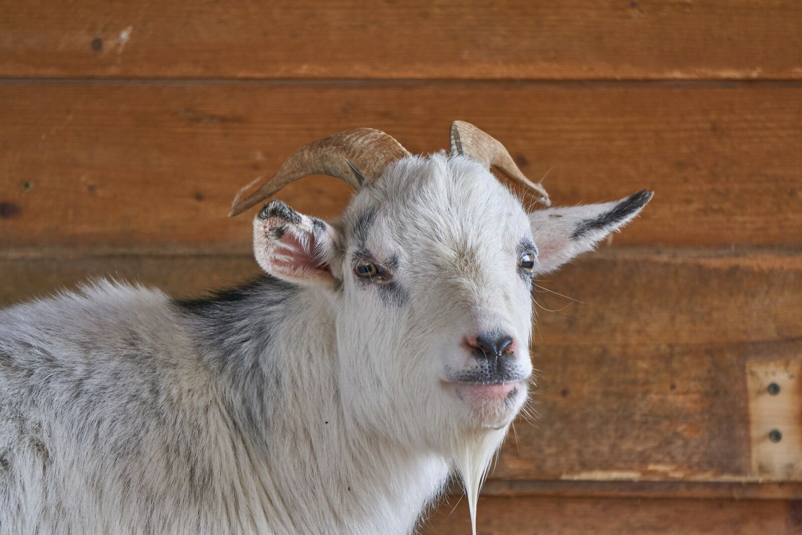 Sony E 55-210mm F4.5-6.3 OSS sample photo. Goat, goats, zoo photography