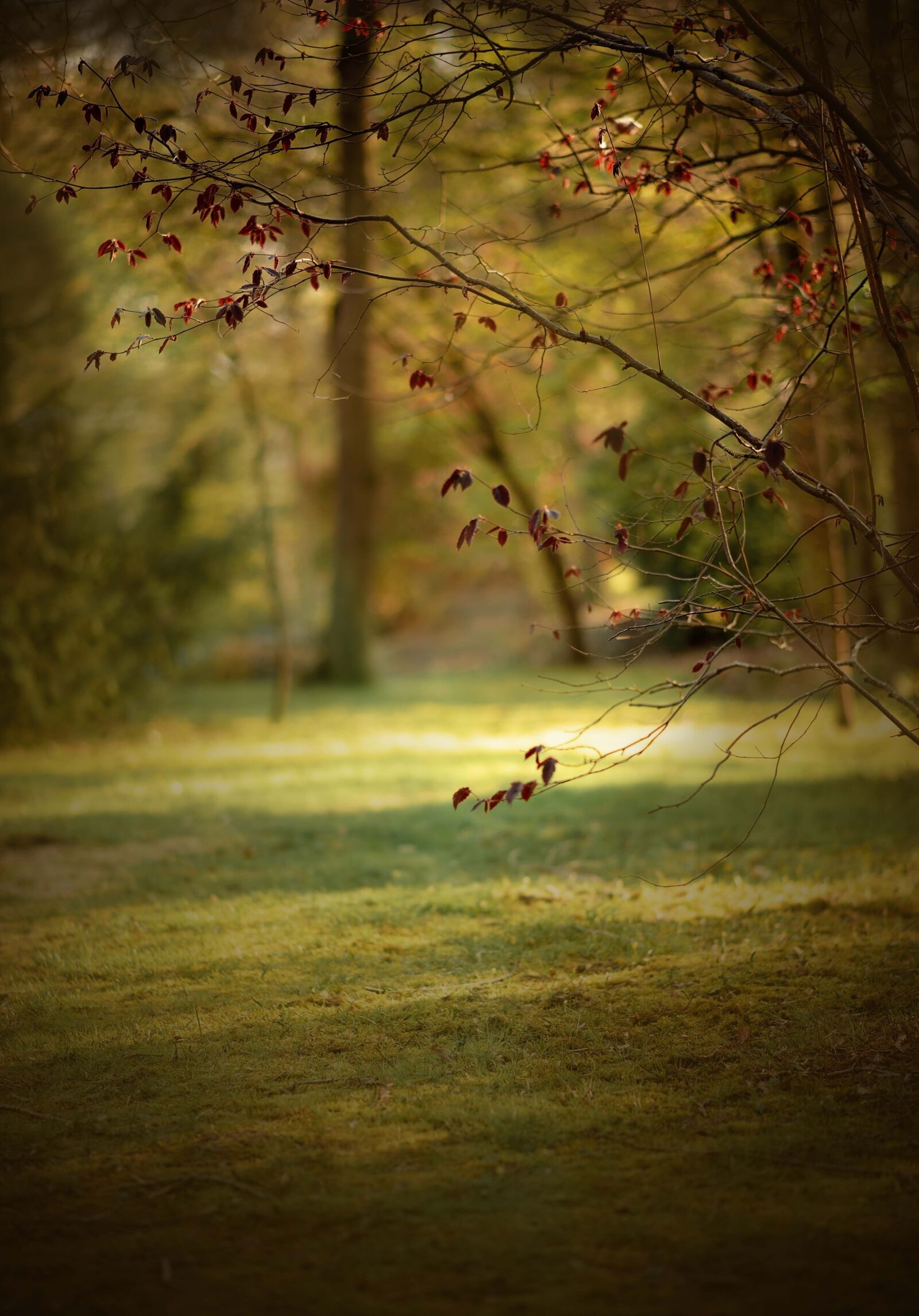 Nikon D610 sample photo. Spring, sun, light photography