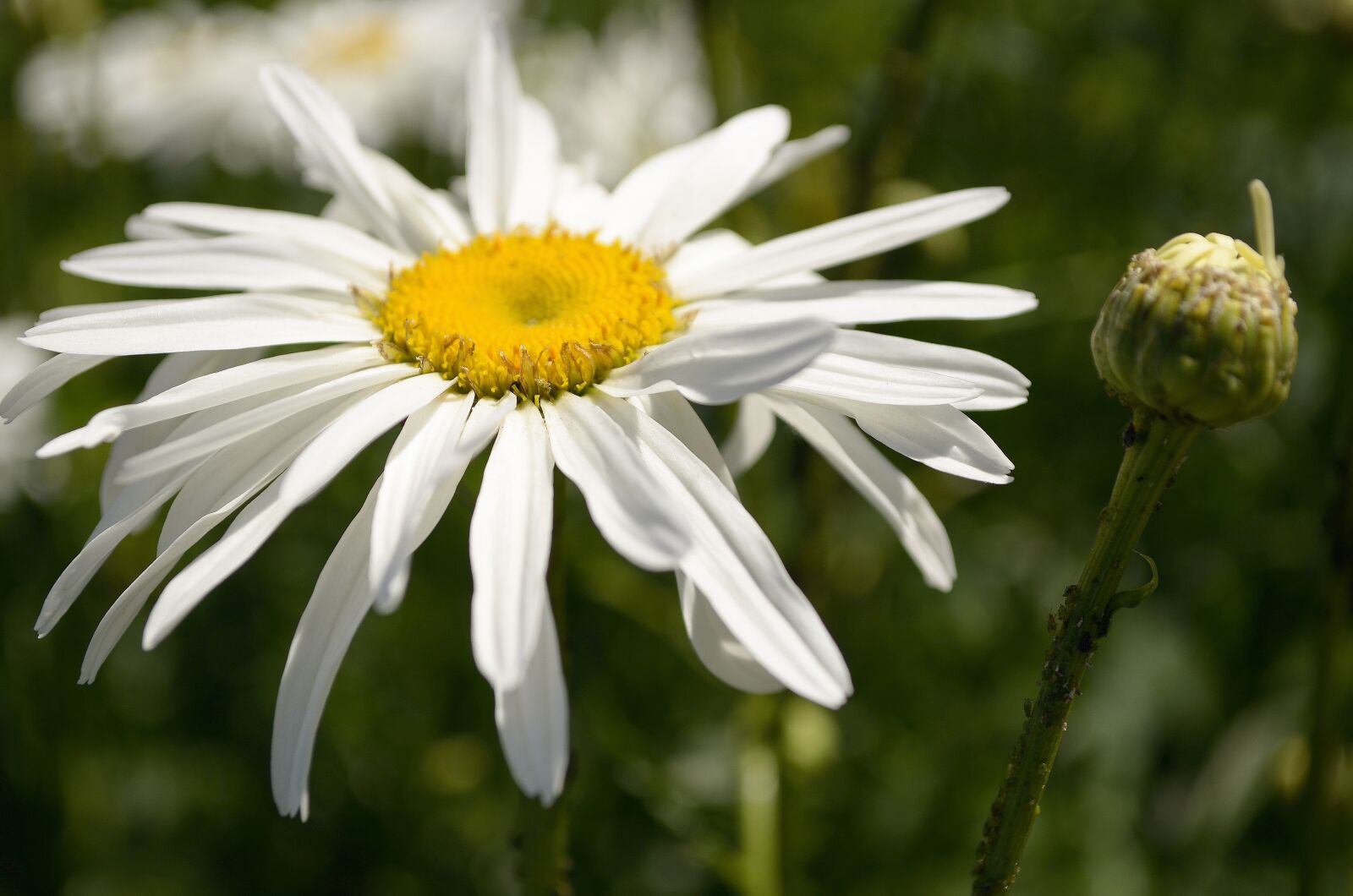 Nikon D5100 sample photo. Flower, chamomile, garden photography