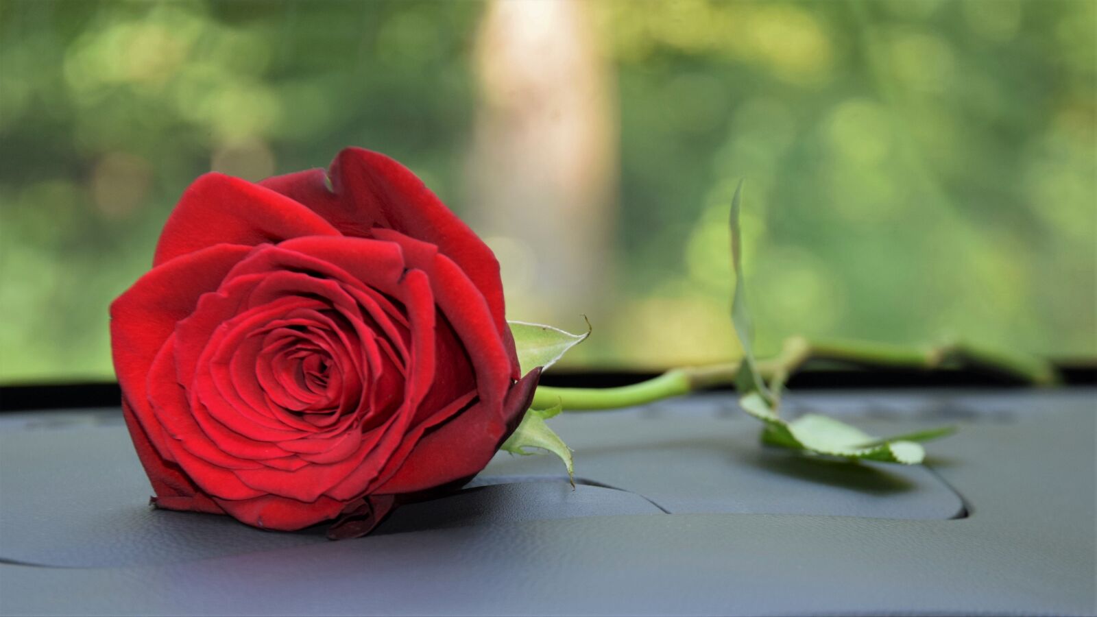 Nikon D3300 sample photo. Red rose on car photography