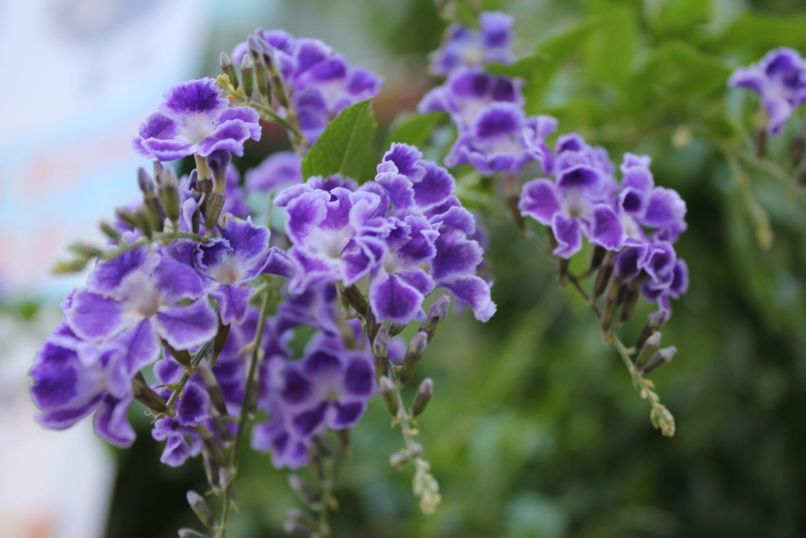 Canon EOS 550D (EOS Rebel T2i / EOS Kiss X4) sample photo. Flowers, little flower, purple photography