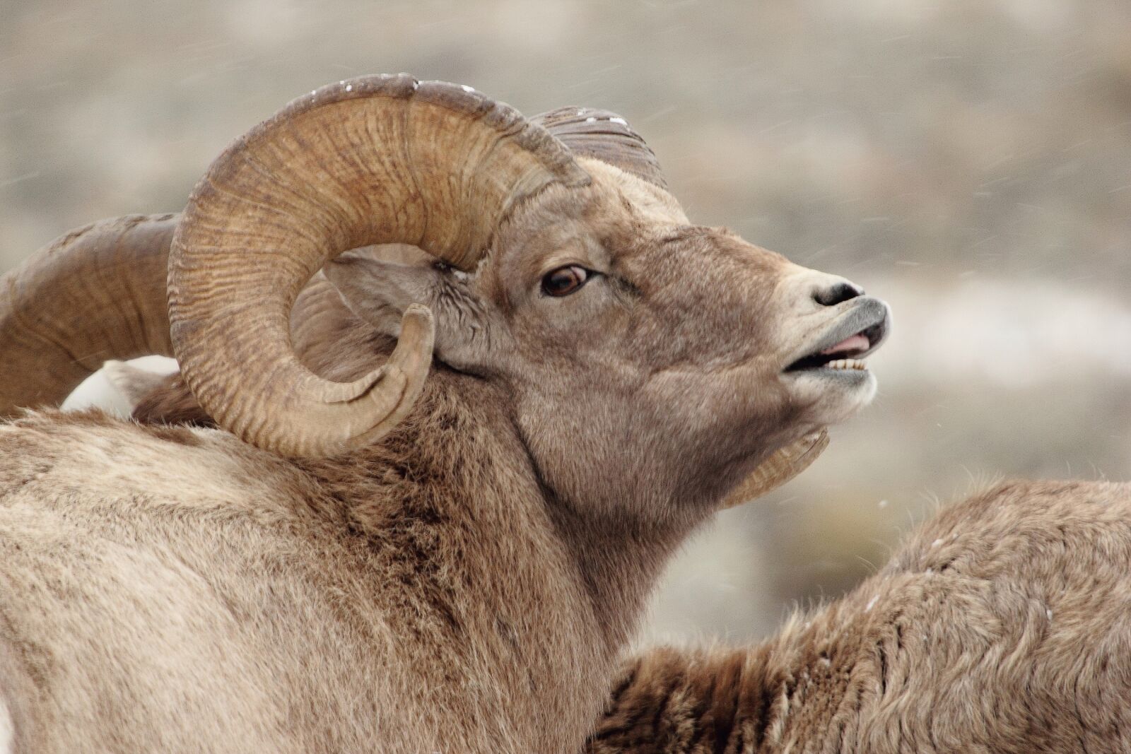 Canon EOS 550D (EOS Rebel T2i / EOS Kiss X4) sample photo. Bighorn, sheep, ram photography