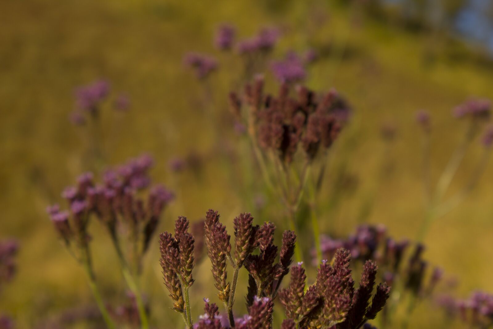 Canon EOS 600D (Rebel EOS T3i / EOS Kiss X5) sample photo. Purple, flowers, plant photography