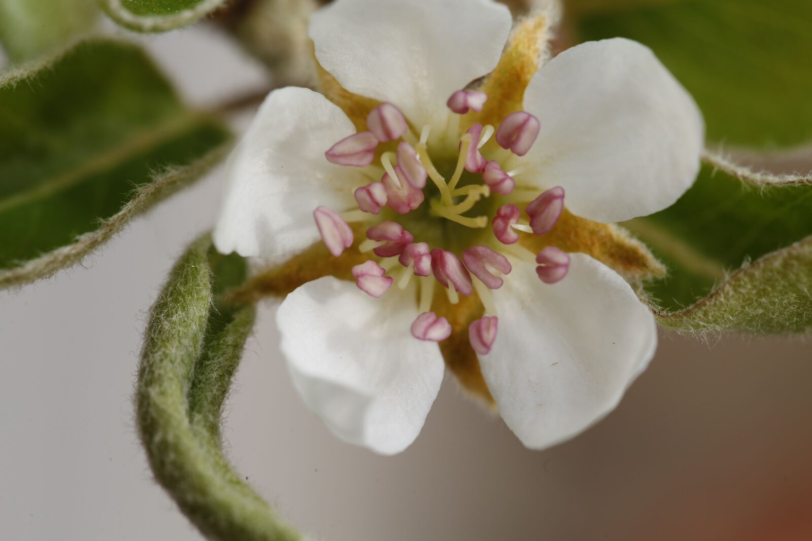 Canon EF 100mm F2.8L Macro IS USM sample photo. Spring, bud, sprout photography