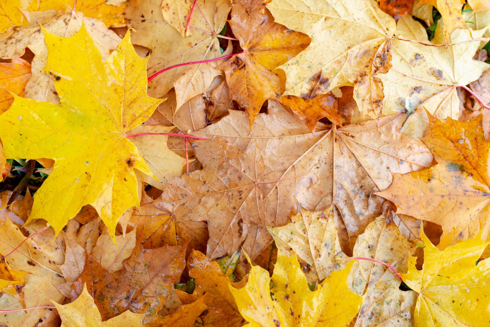 Nikon D610 sample photo. Autumn, leaf, maple photography