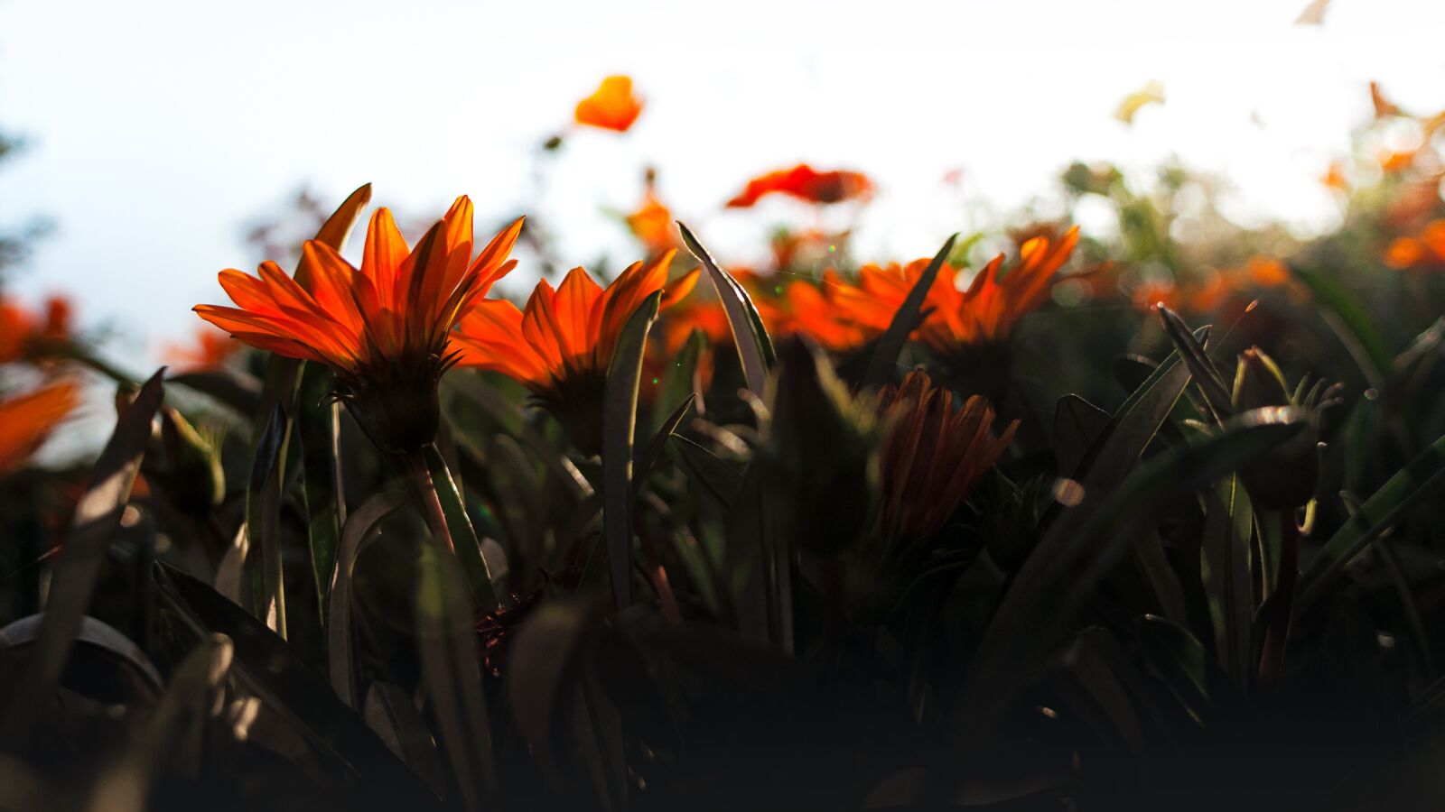 Nikon D90 sample photo. Flowers, backlighting, sun photography