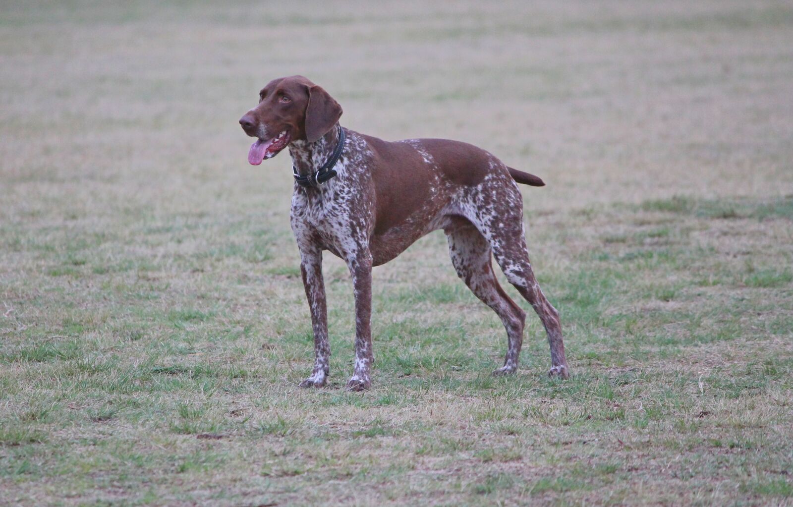 Canon EOS 1100D (EOS Rebel T3 / EOS Kiss X50) sample photo. Dog, pointer, brown white photography