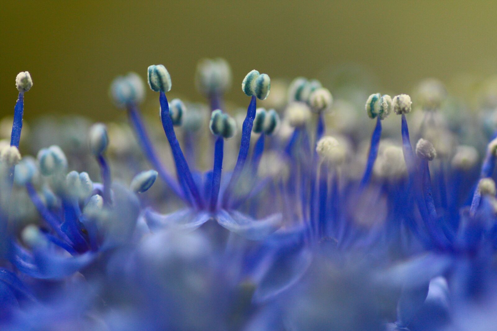 Canon EOS 450D (EOS Rebel XSi / EOS Kiss X2) sample photo. Flower, stamen, bloom photography