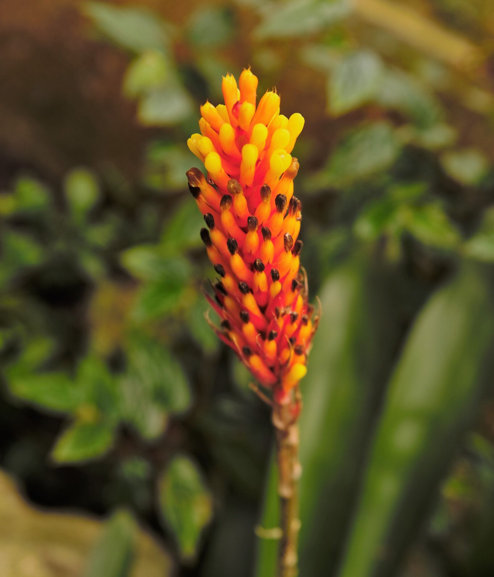 Nikon Df sample photo. Flower, flowers, tropical photography