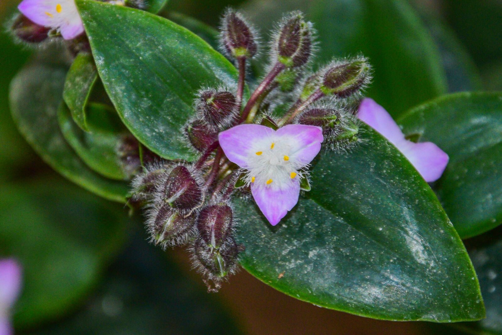 Nikon D3300 sample photo. Flower, garden, nature photography