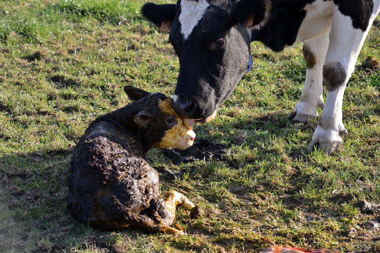 Nikon D600 sample photo. Little calf, newborn, lick photography