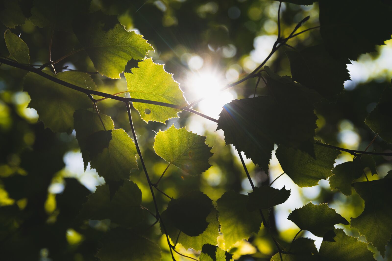 Nikon D3300 sample photo. Sun, leaves, summer photography