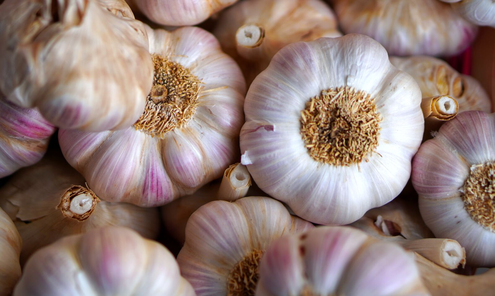 E 50mm F1.8 OSS sample photo. Garlic, ripe, fresh photography