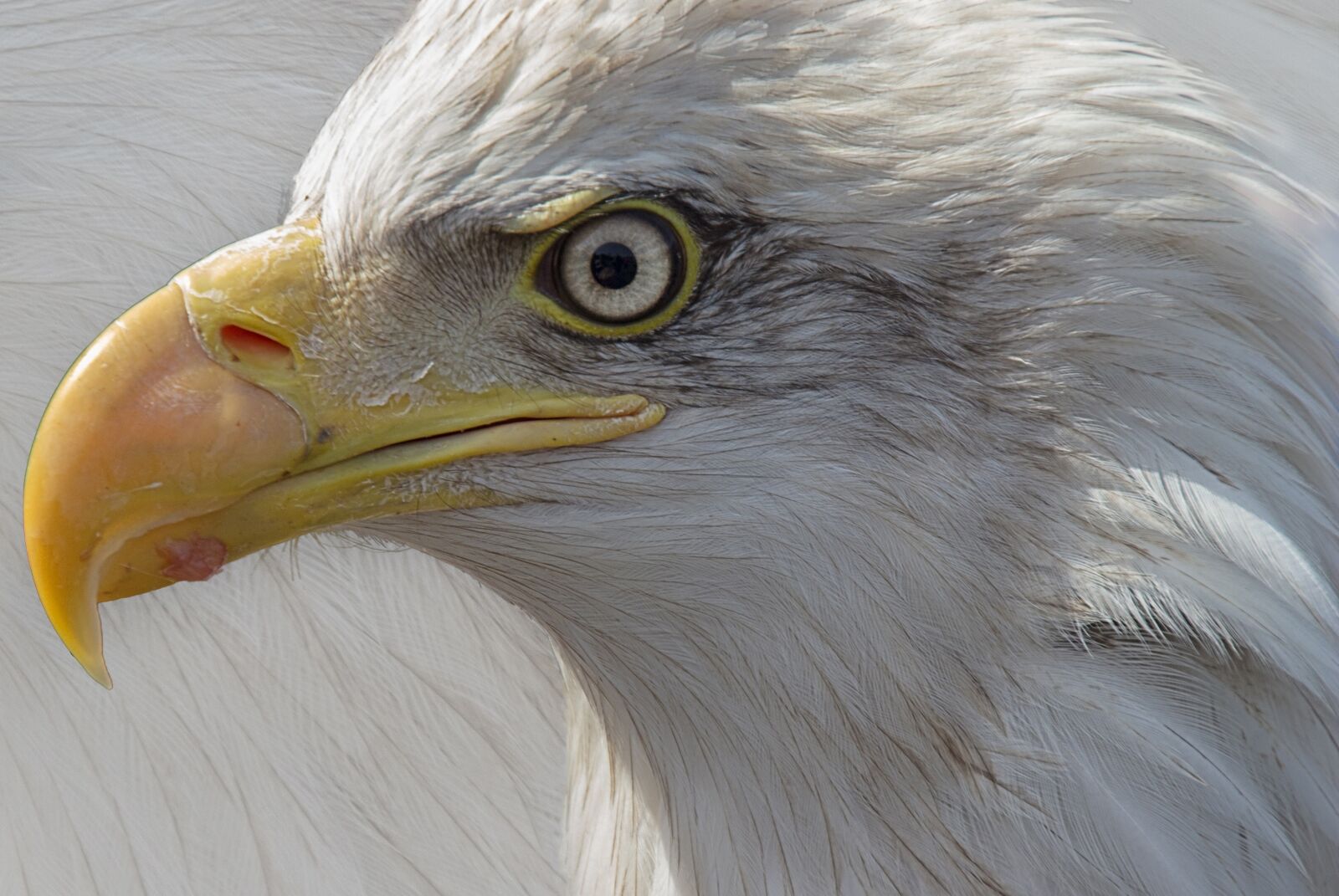 Nikon D3000 sample photo. Eagle, portrait, bird of photography