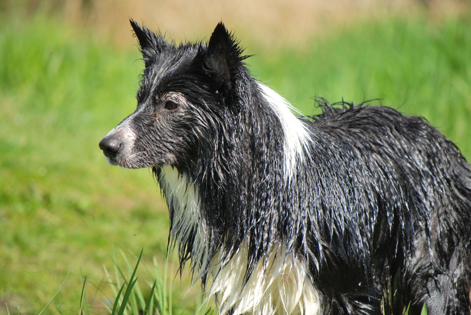 Nikon D60 sample photo. Dog, wet, border collie photography