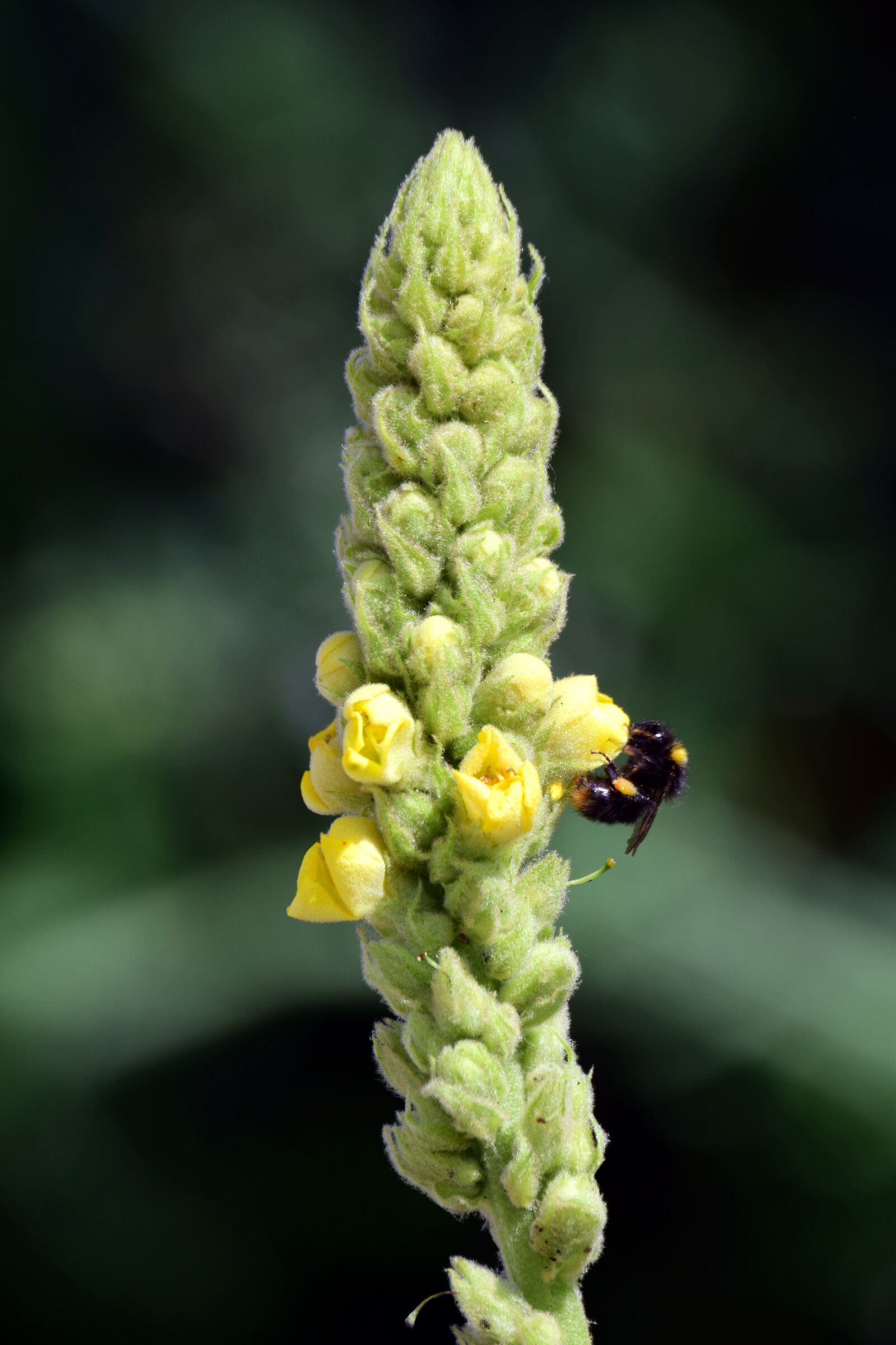 Nikon D3300 sample photo. Mullein, flower, nature photography