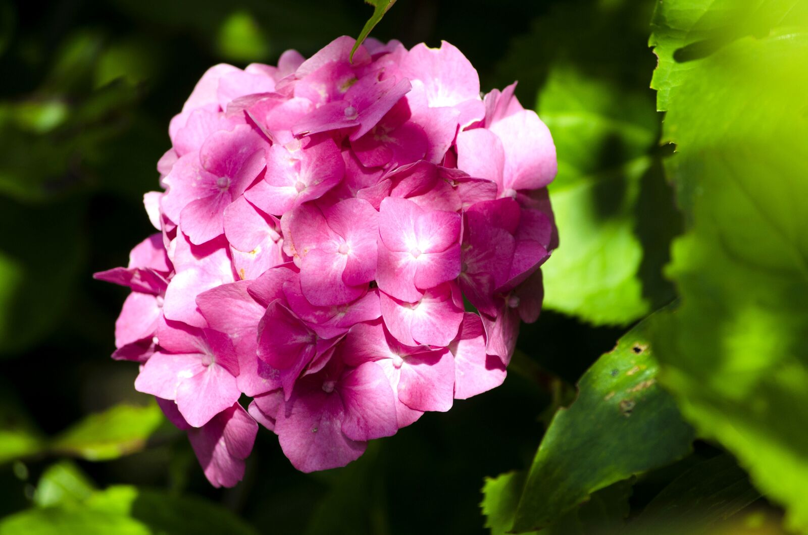 Nikon D5100 sample photo. Bloom, flower pink, summer photography