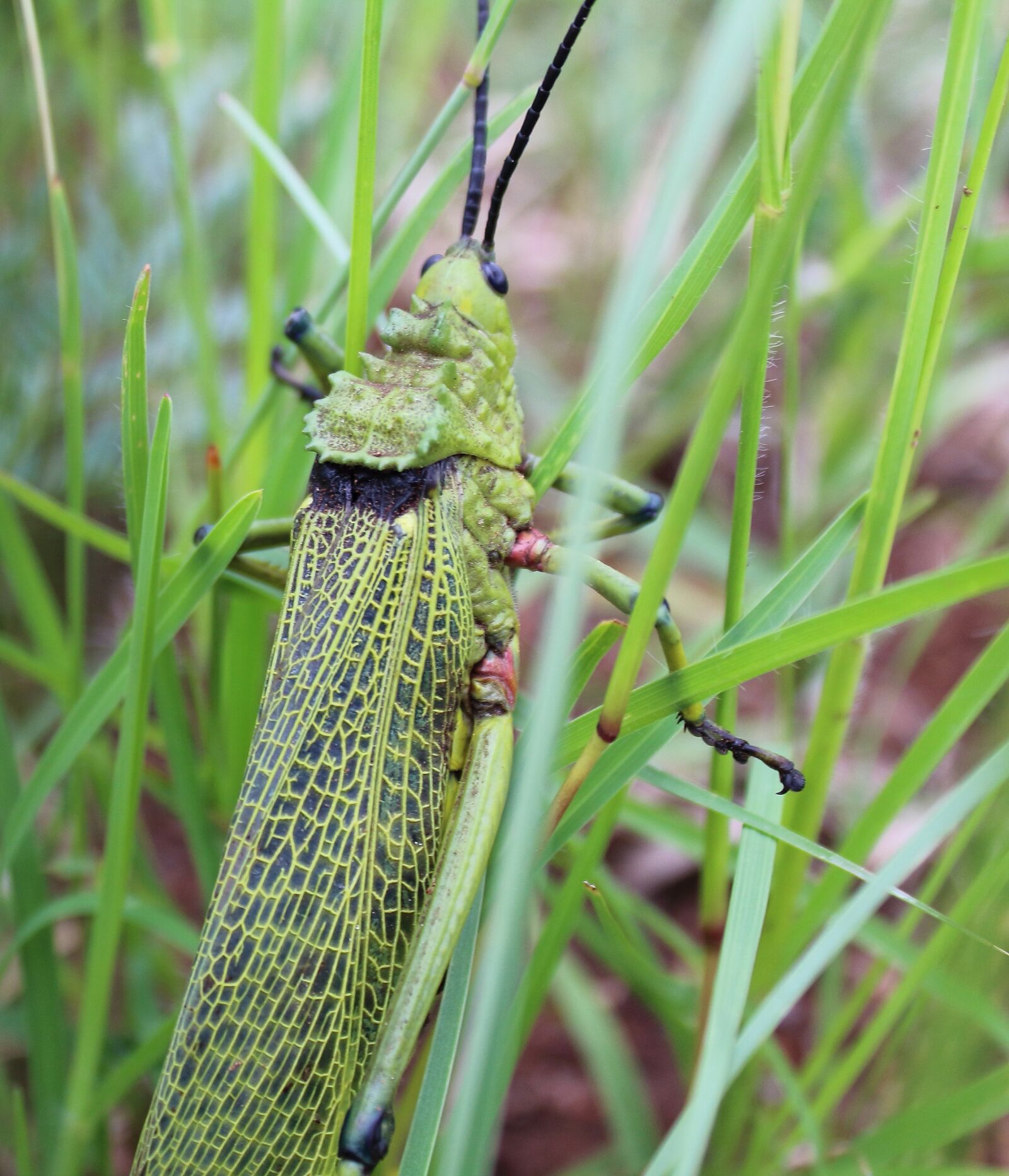 Canon EOS 1300D (EOS Rebel T6 / EOS Kiss X80) sample photo. Grasshopper, insect, bug photography