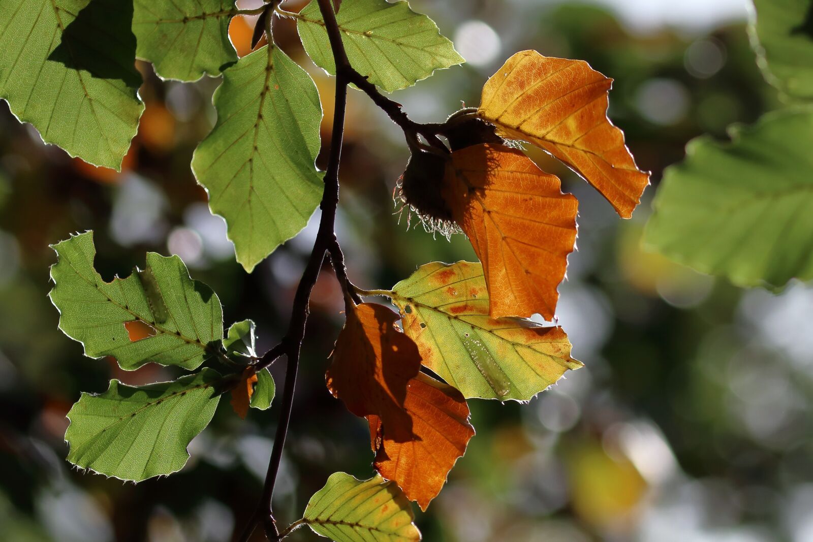 Canon EOS 80D sample photo. Beech leaves, autumn, leaves photography