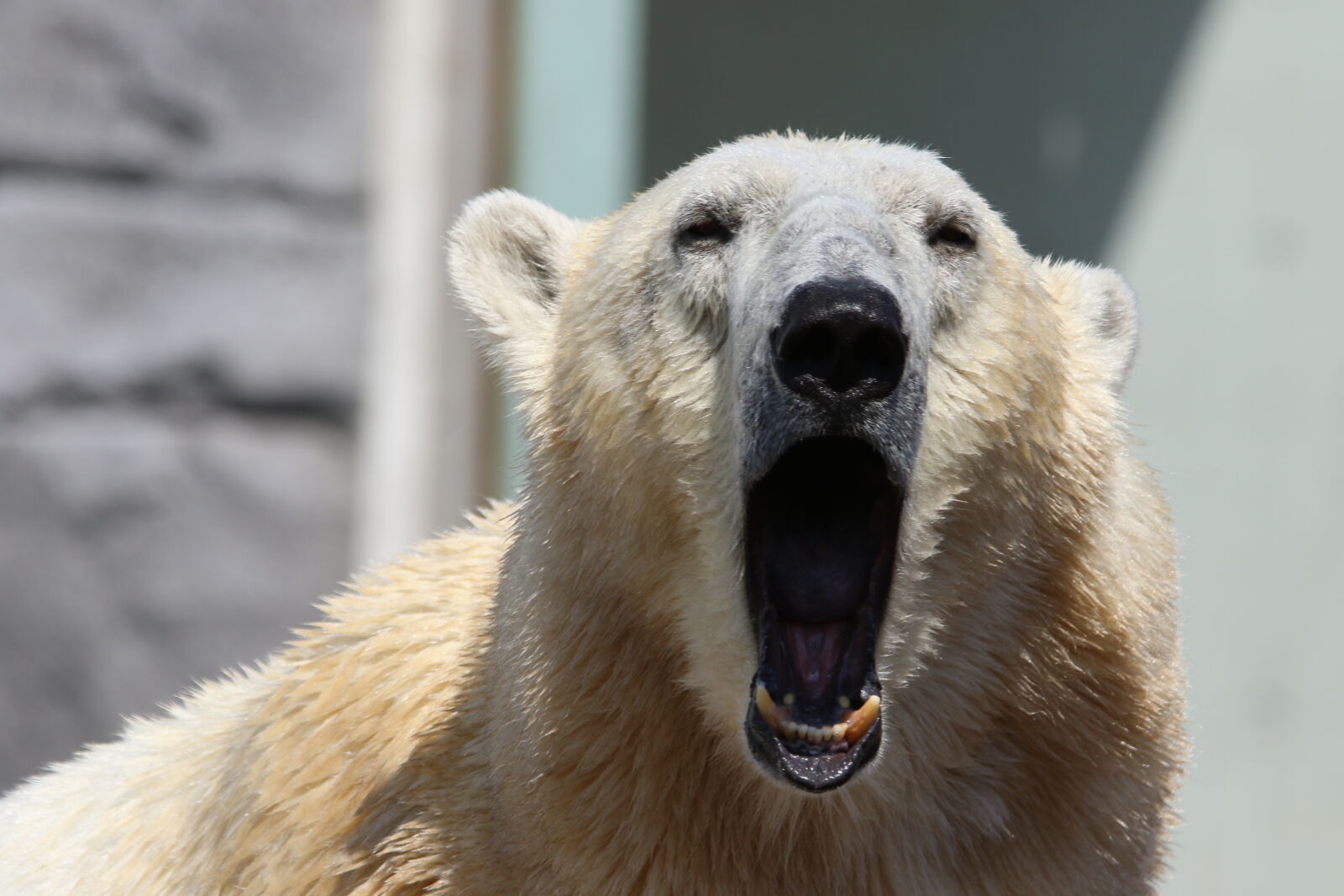 Canon EOS 7D Mark II sample photo. Animal, bear, bored, close photography