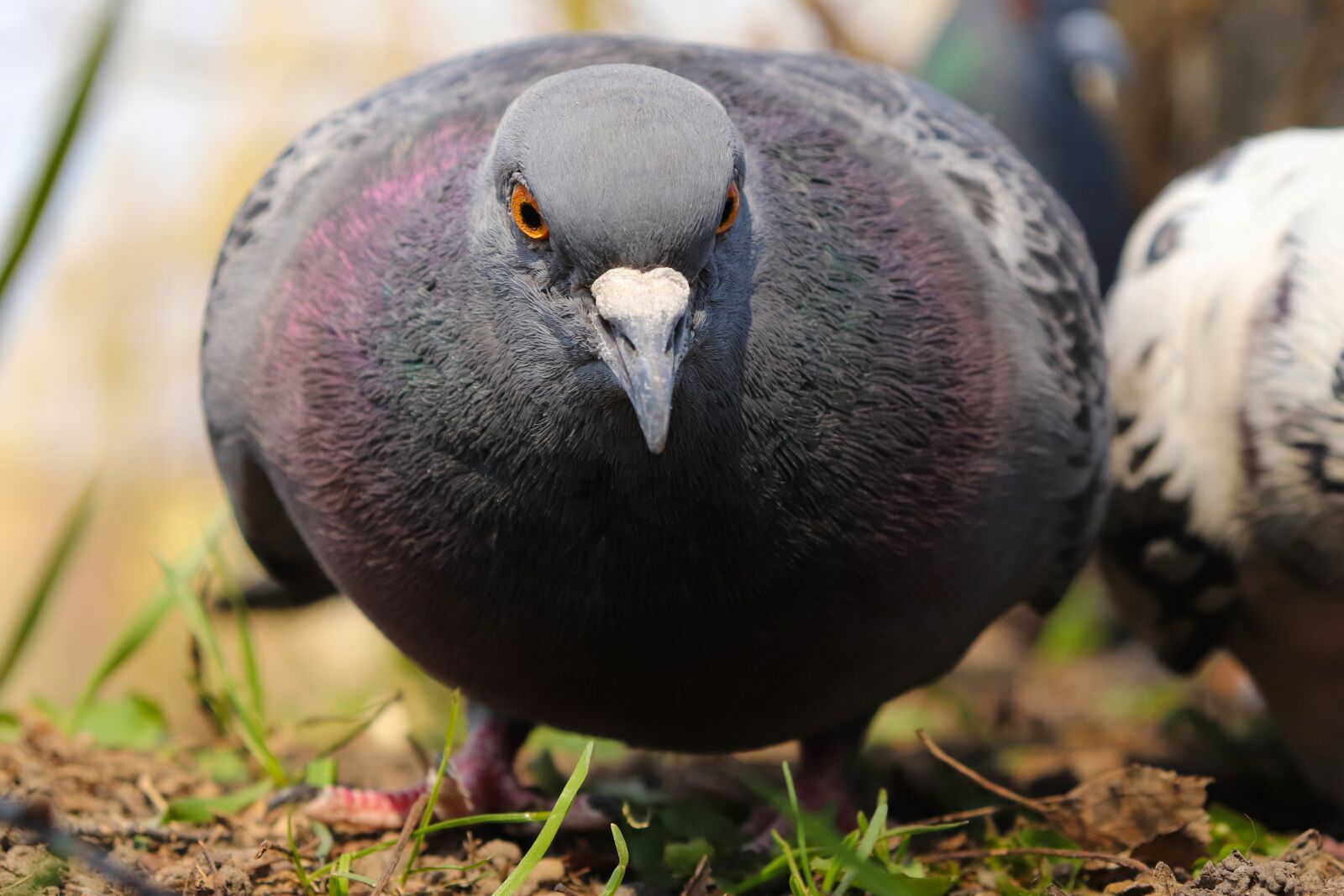 Canon EOS 200D (EOS Rebel SL2 / EOS Kiss X9) sample photo. Dove, view, eyes photography
