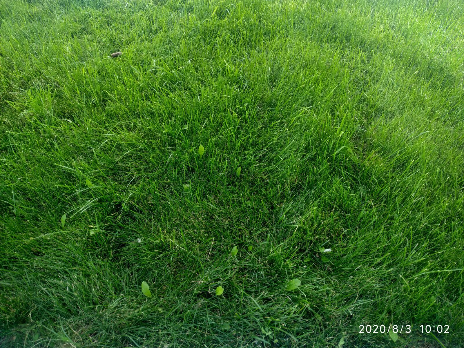 Xiaomi Redmi Note 6 Pro sample photo. Green, summer, grass photography