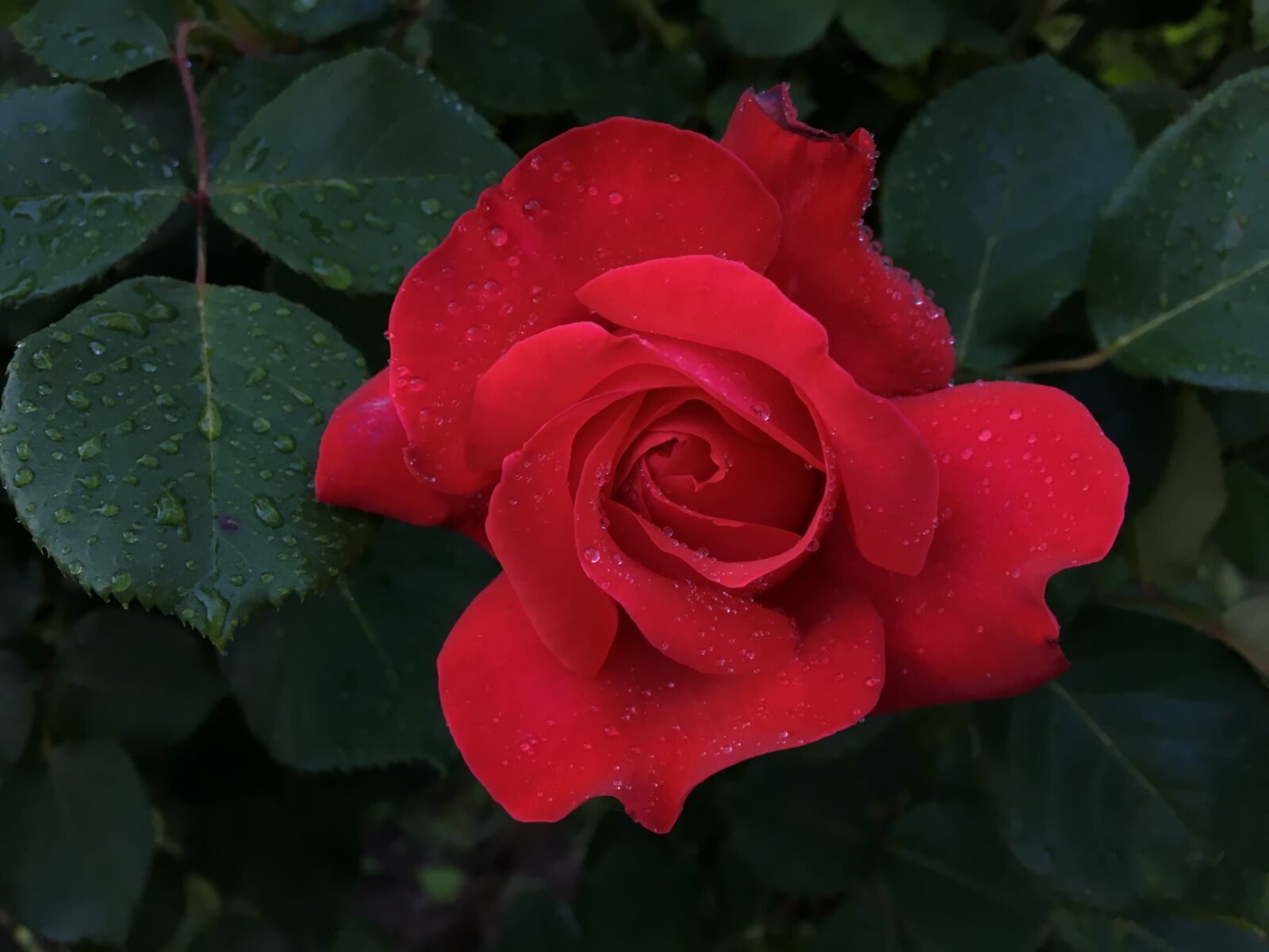 Apple iPhone 6s sample photo. Flower, red rose, raindrop photography