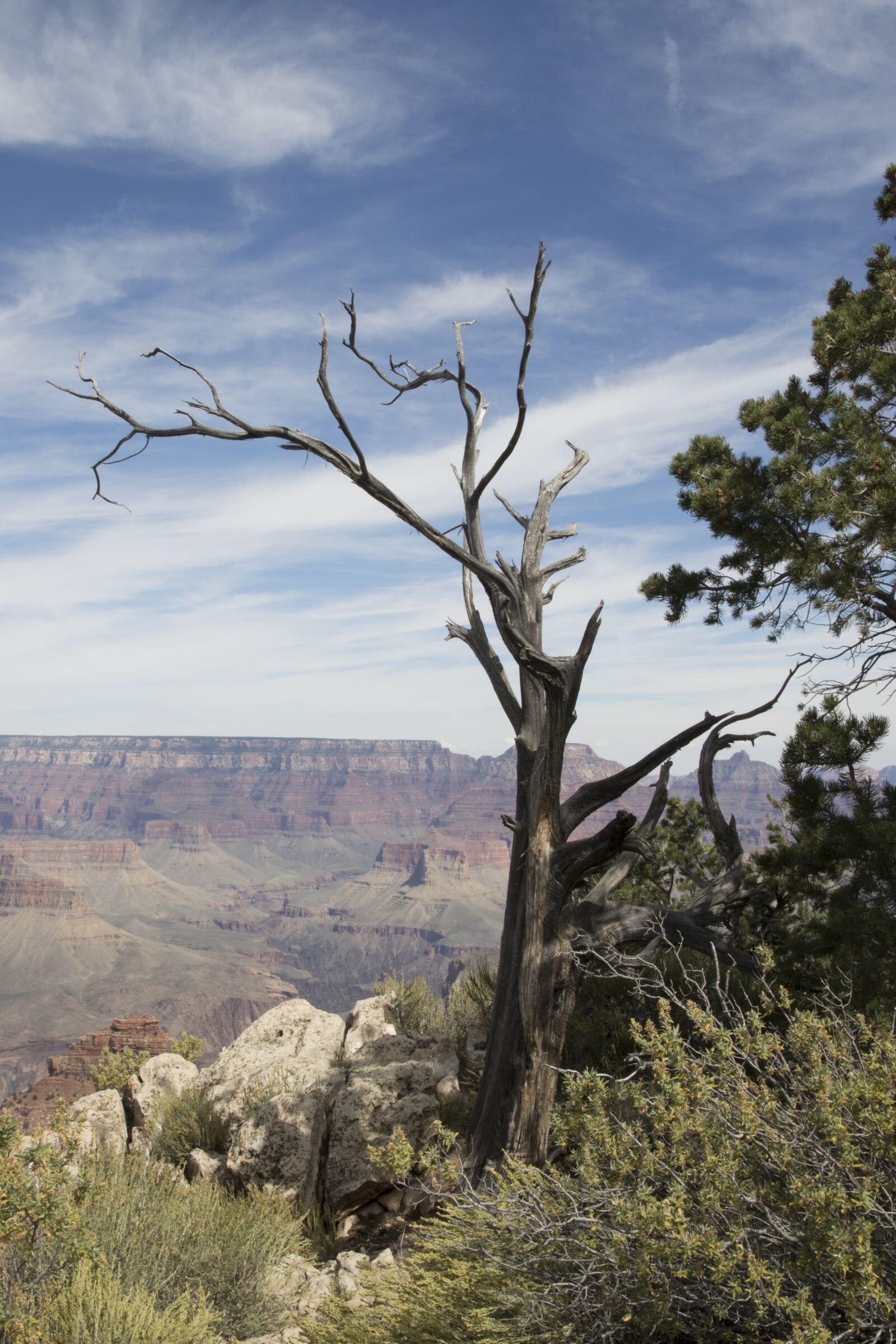 Canon EOS 7D Mark II + Canon EF-S 15-85mm F3.5-5.6 IS USM sample photo. Tree, canyon, nature photography