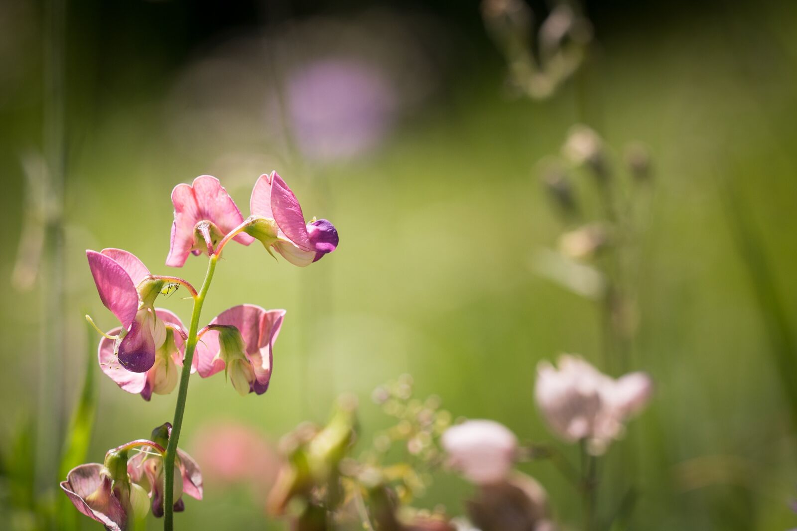 Nikon D7100 sample photo. Tuberous lathyrus, lathyrus tuberosus photography