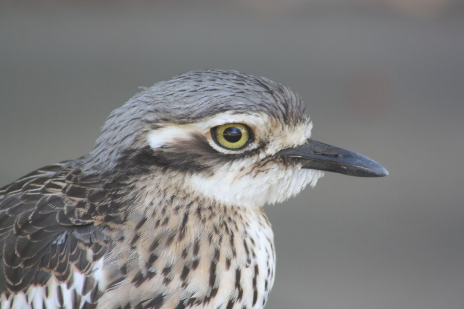 Canon EOS 1000D (EOS Digital Rebel XS / EOS Kiss F) sample photo. Bush curlew, head, bird photography