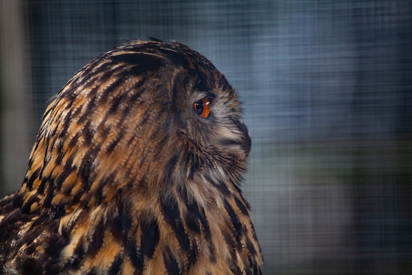 Canon EOS 5D Mark II sample photo. Great horned owl, owl photography