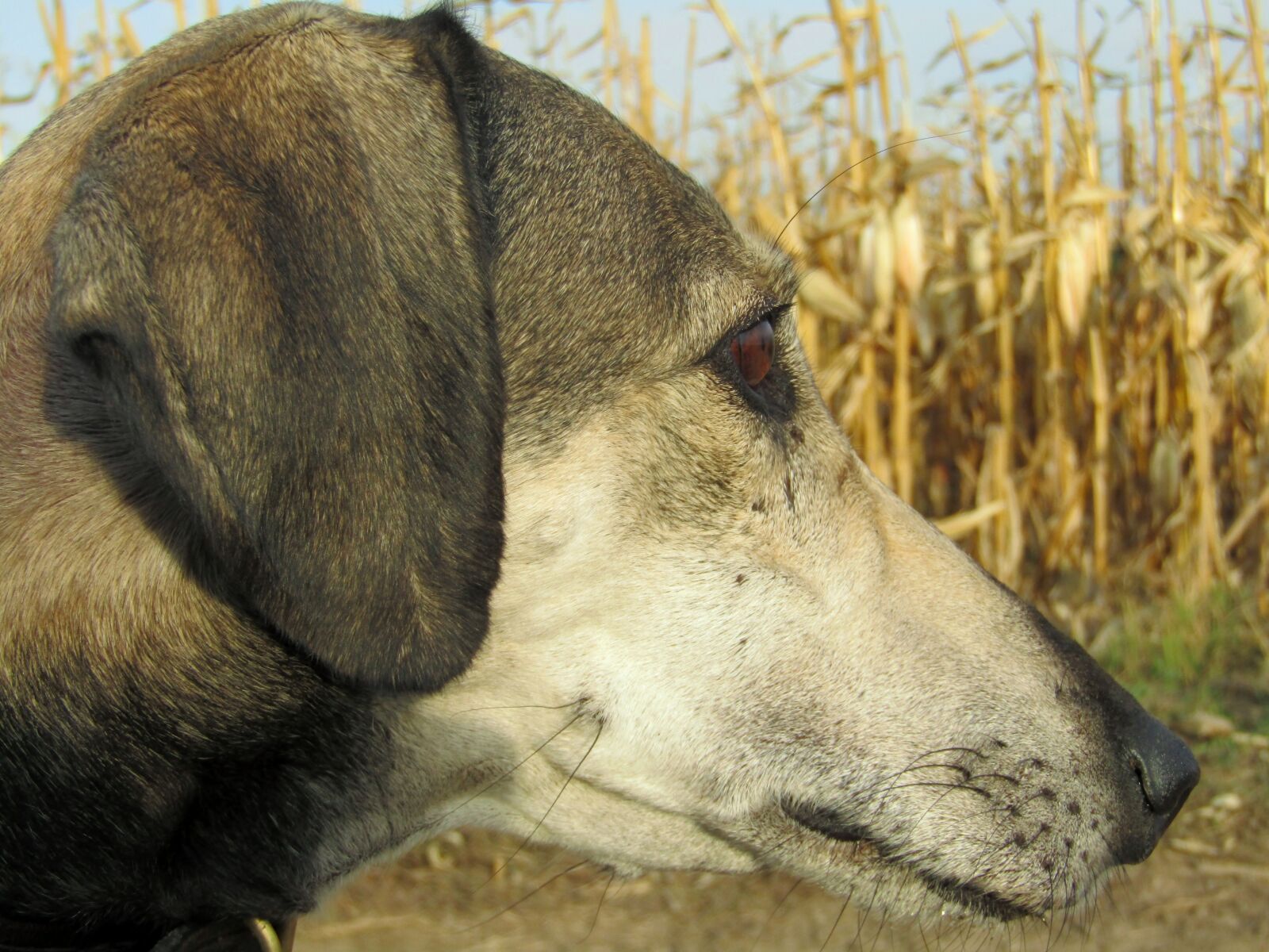 Canon POWERSHOT SX430 IS sample photo. Dog, pet, animal photography