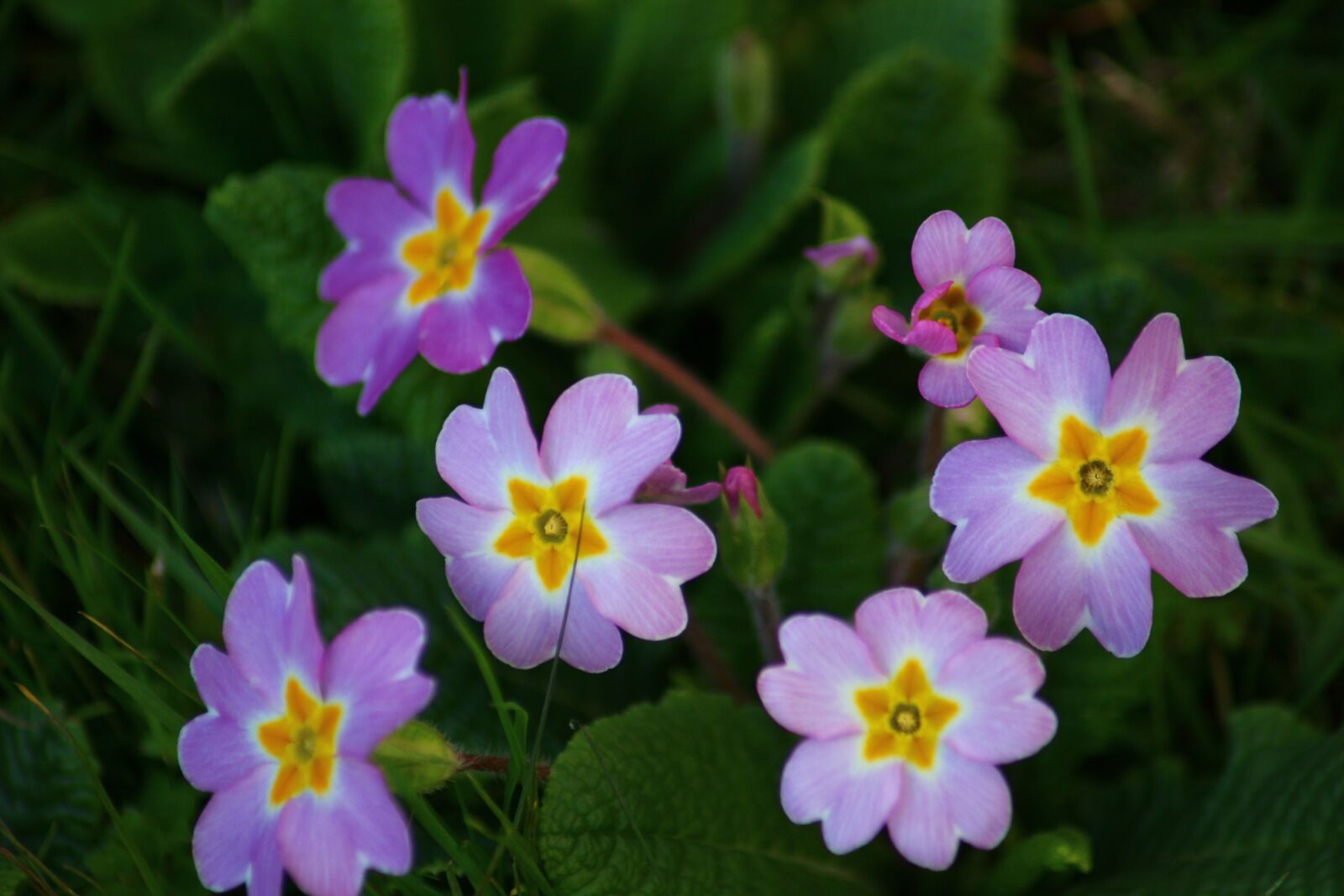 Canon EOS 100D (EOS Rebel SL1 / EOS Kiss X7) sample photo. Primrose, pink flowers, nature photography