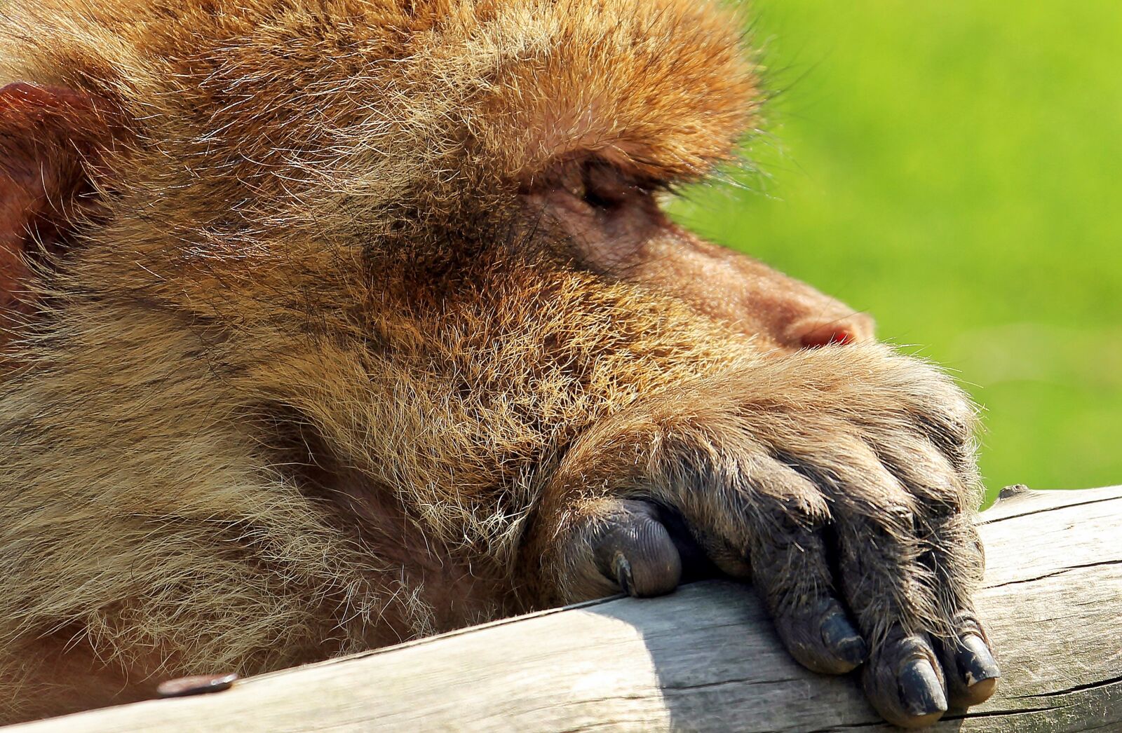 Canon EOS 550D (EOS Rebel T2i / EOS Kiss X4) sample photo. Barbary ape, monkey, primate photography