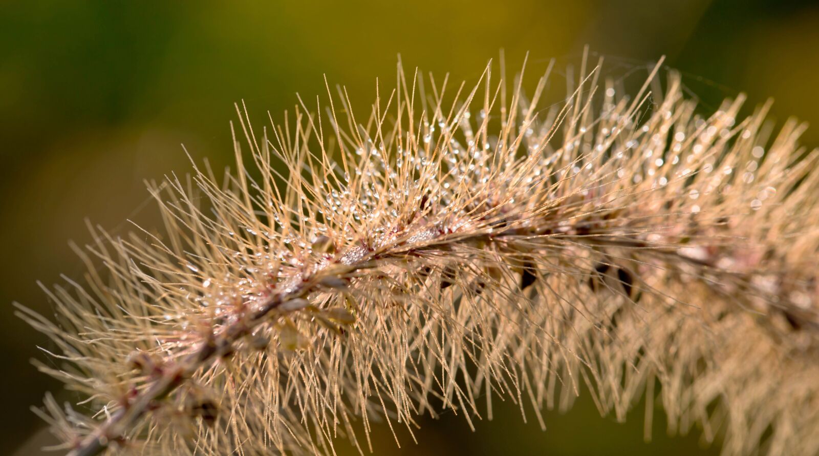 Canon EF 100mm F2.8L Macro IS USM sample photo. Dew, plant, green leaf photography