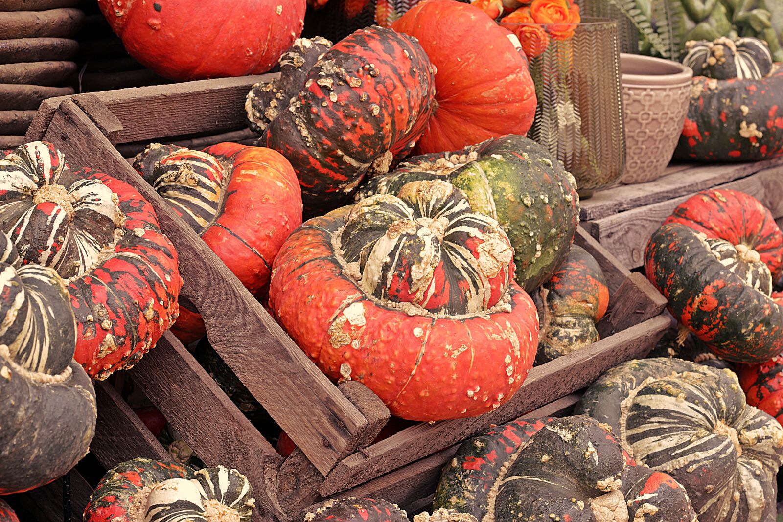 Canon EOS 100D (EOS Rebel SL1 / EOS Kiss X7) sample photo. Pumpkin, autumn, food photography