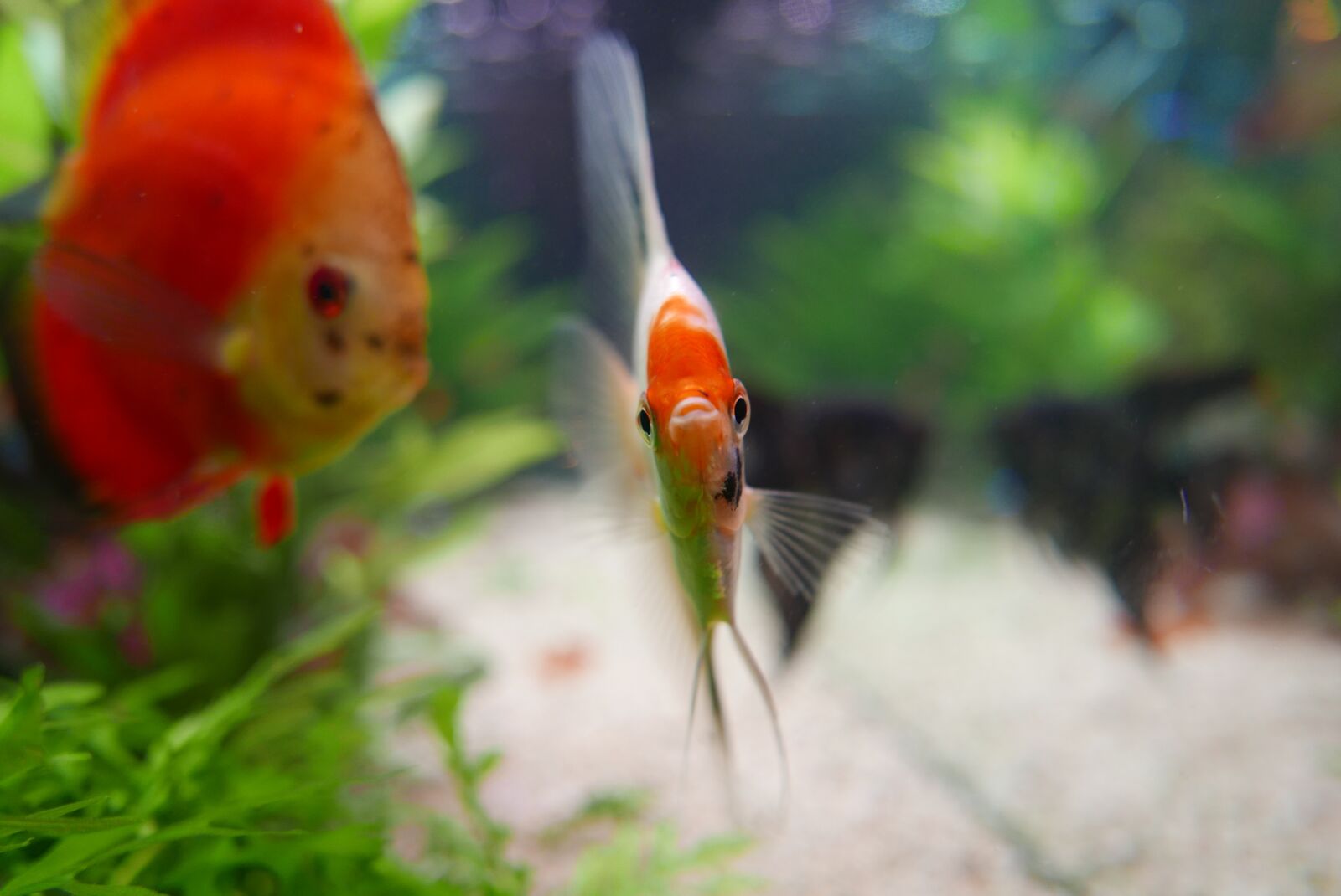 Panasonic Lumix DMC-LX100 sample photo. Fish, ornamental, aquarium photography
