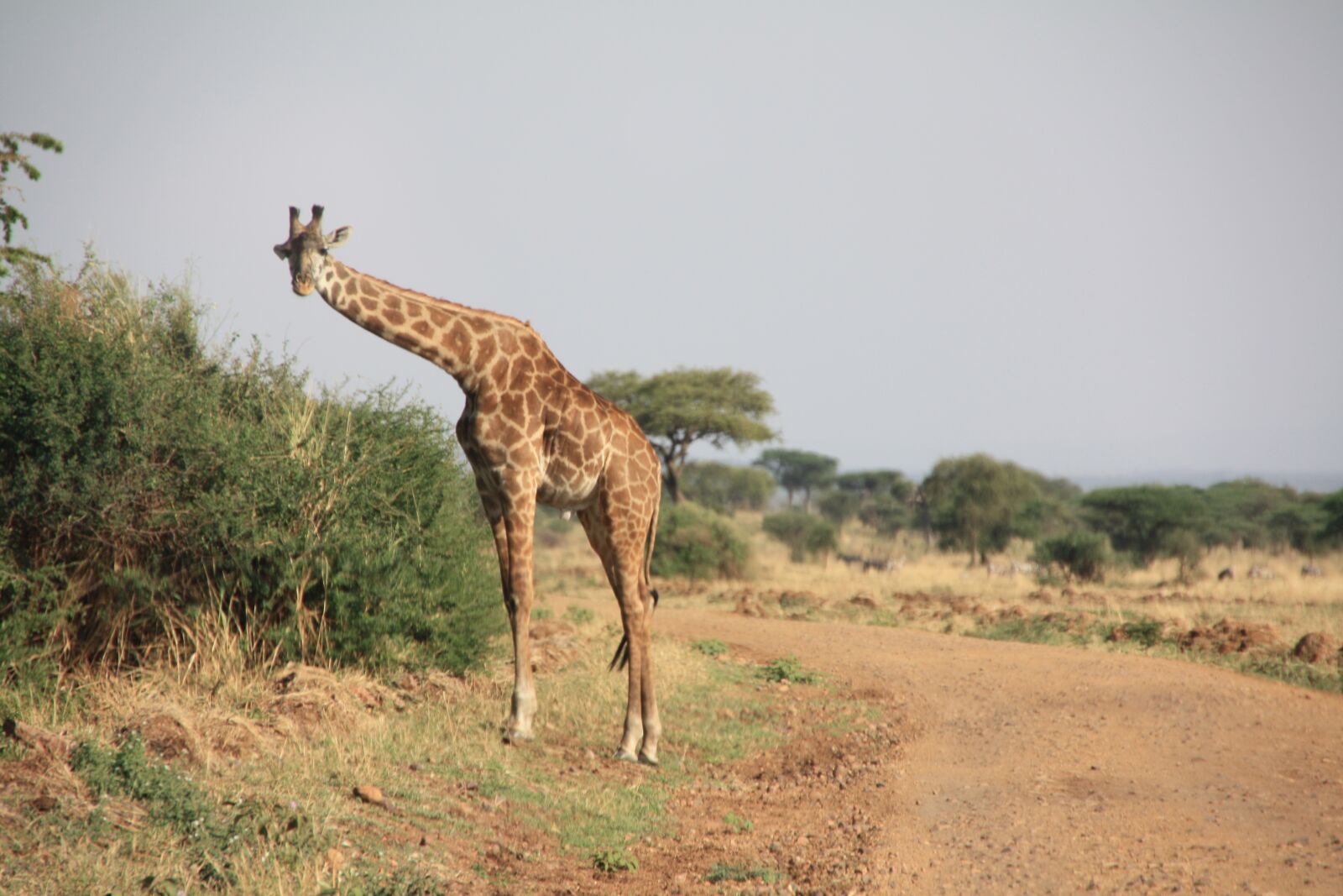 Canon EOS 450D (EOS Rebel XSi / EOS Kiss X2) sample photo. Giraffe, africa, safari photography