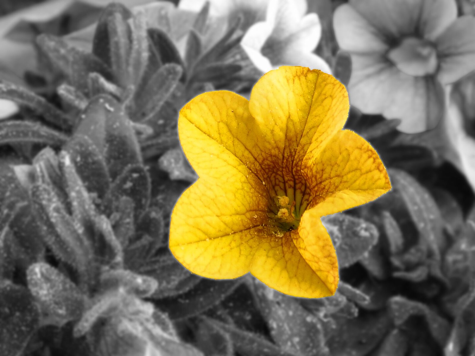 Panasonic DMC-FZ72 sample photo. Flower, plant, nature photography