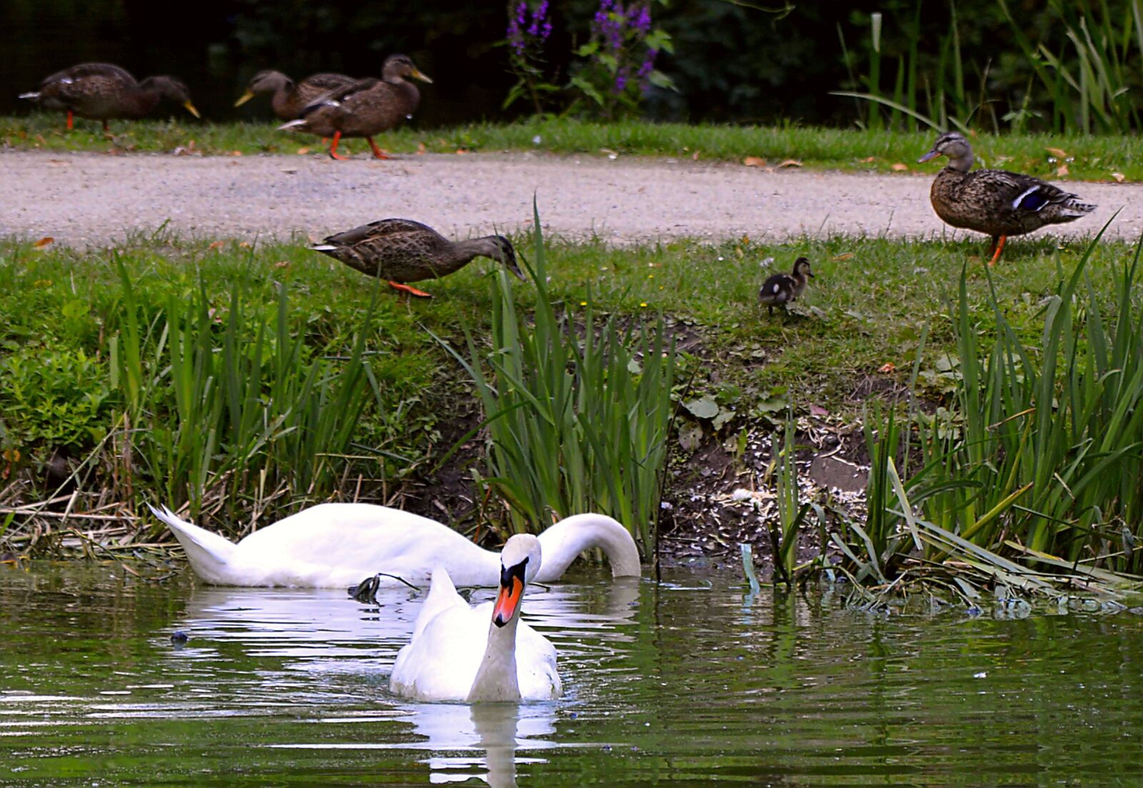 Nikon D3200 sample photo. Swan, landscape, ducks photography