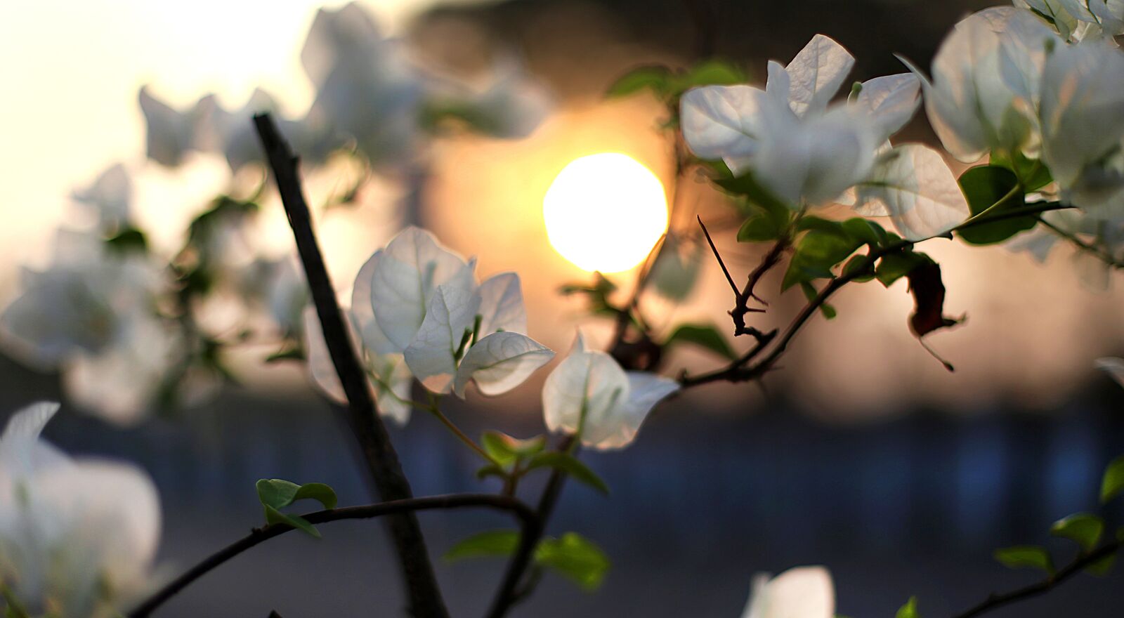Canon EOS 6D sample photo. Flower, sunset, sunrise photography