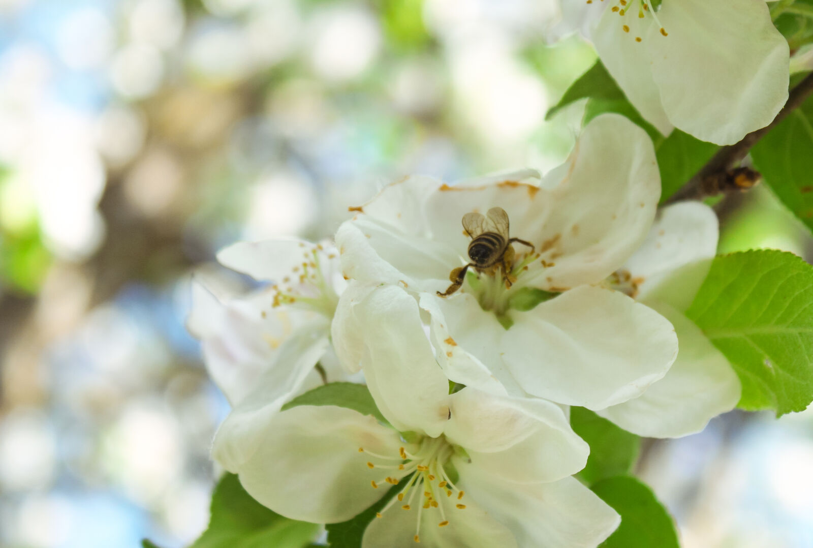 Canon EOS 500D (EOS Rebel T1i / EOS Kiss X3) sample photo. Beautiful, bee, flower, nature photography