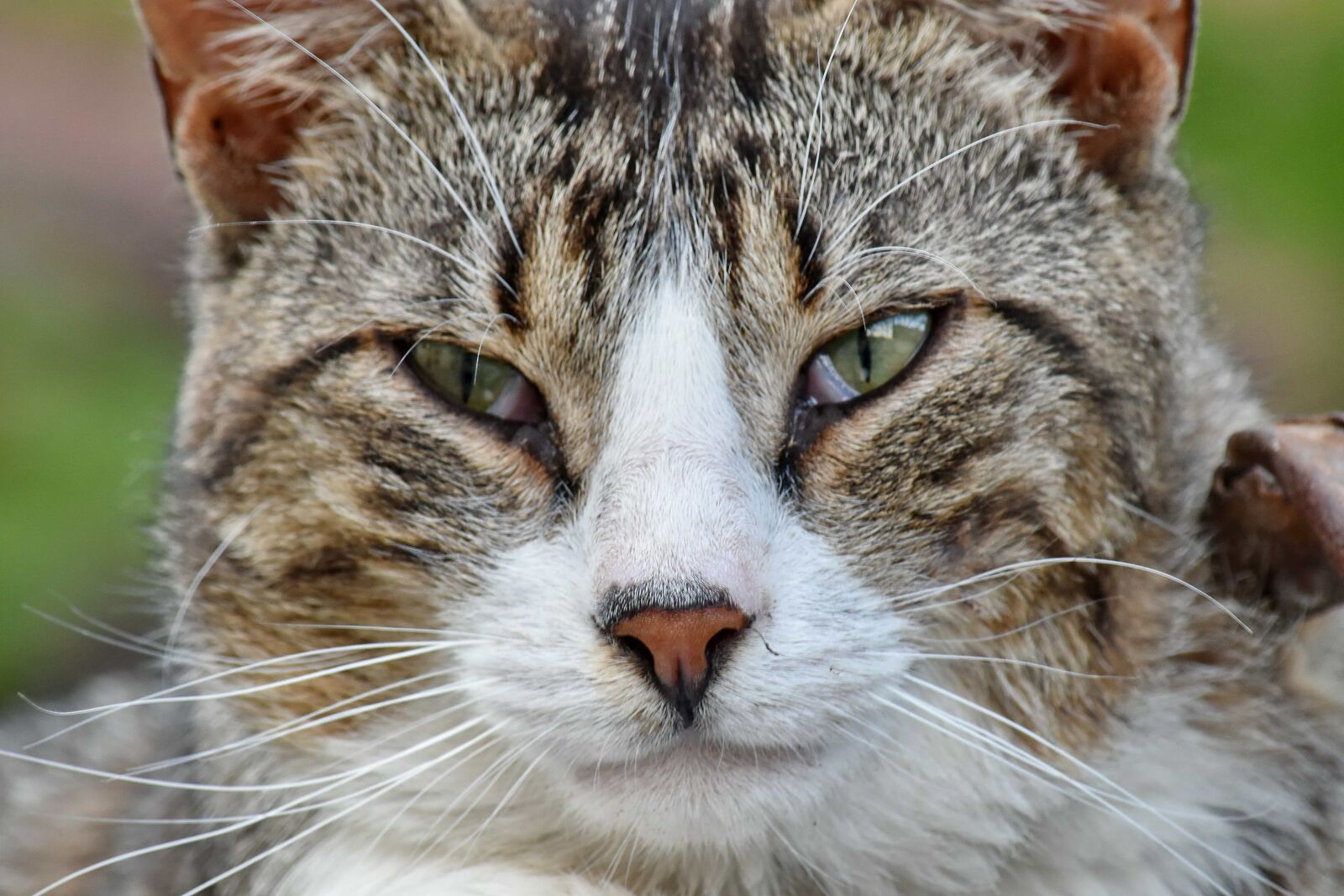 Nikon D5500 sample photo. Close-up, domestic cat, portrait photography