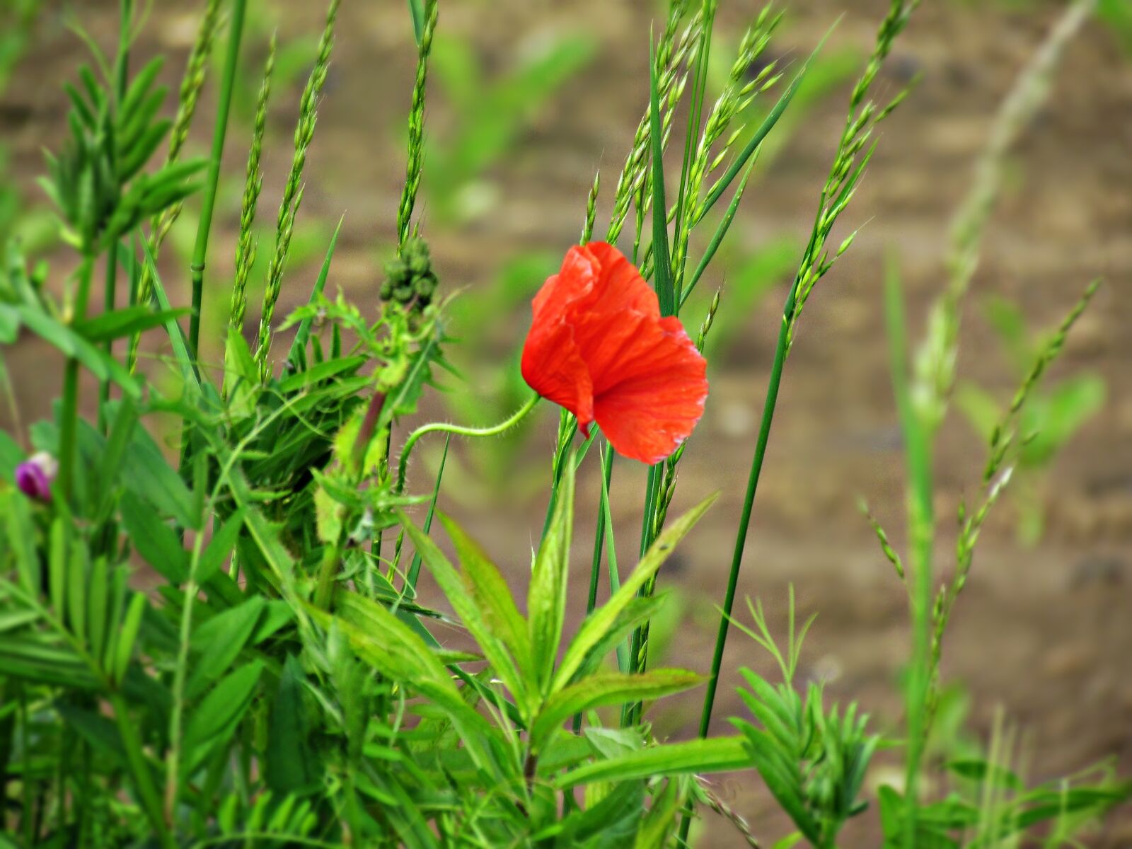 Canon PowerShot SX30 IS sample photo. Poppy, field, poppies photography