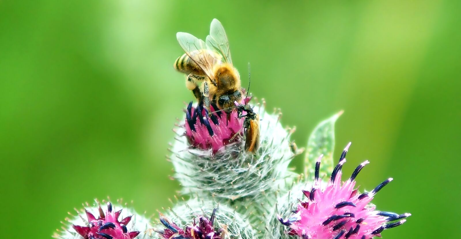 Olympus OM-D E-M1 + OLYMPUS 50mm Lens sample photo. Bee, thistle, beetle photography