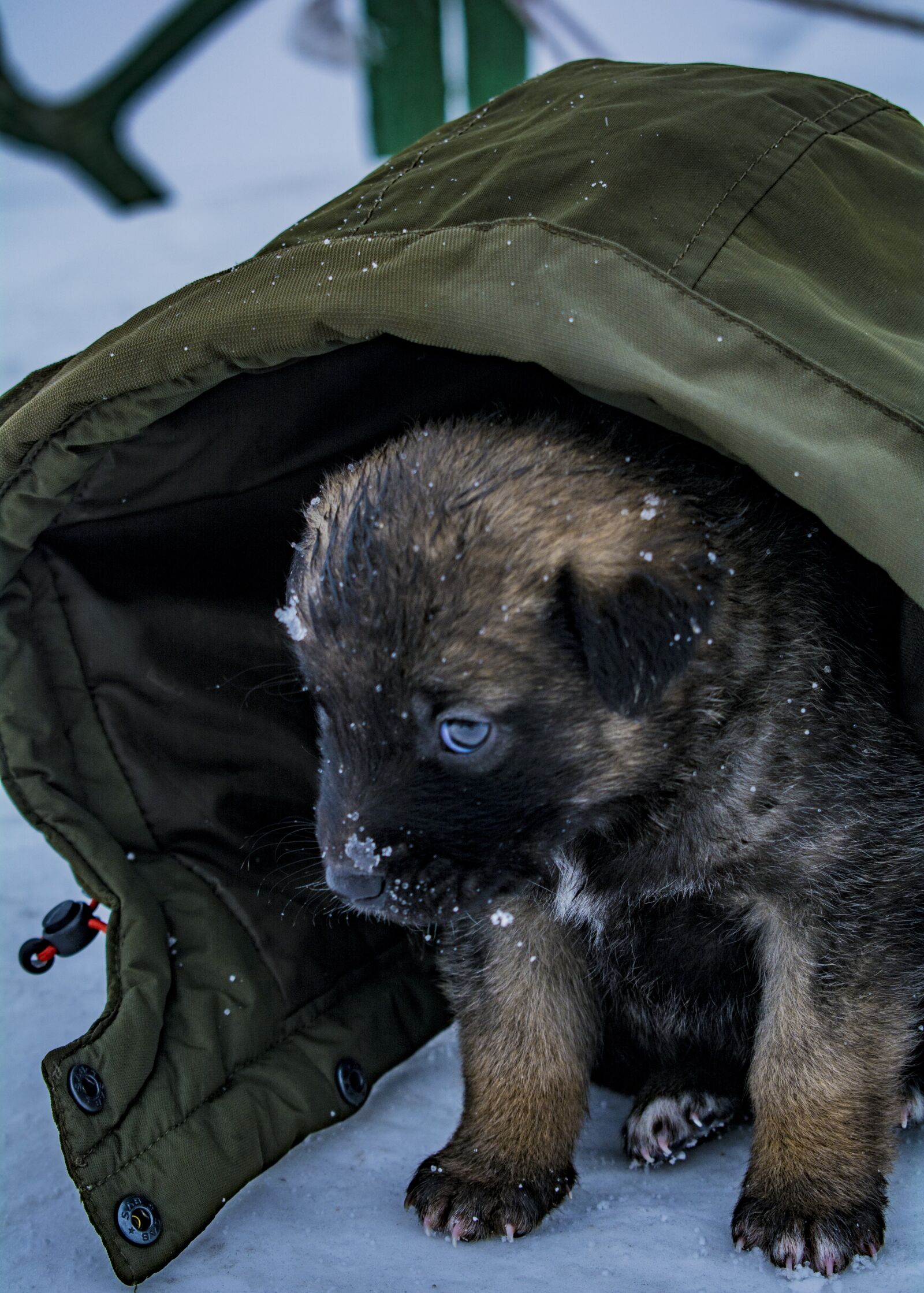 Nikon D5200 sample photo. Pets, puppy, animal photography